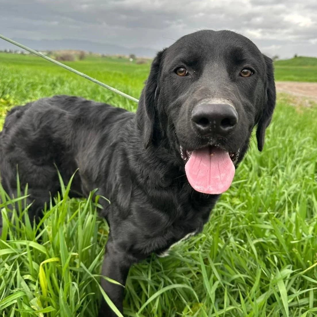 Lonzo - Mixed Breed available for adoption