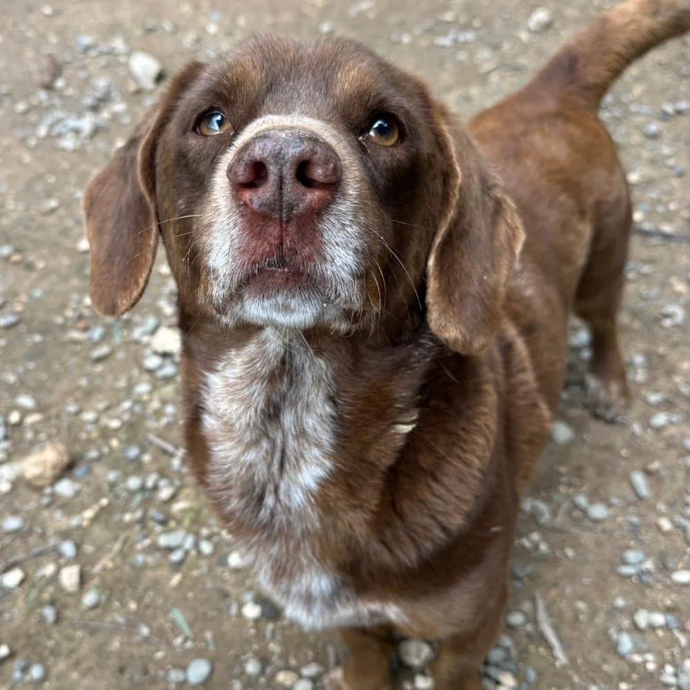 Lucky - Mixed Breed available for adoption