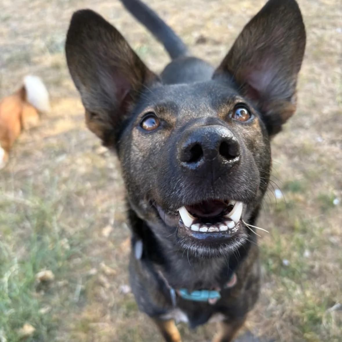 Maro - Mixed Breed available for adoption