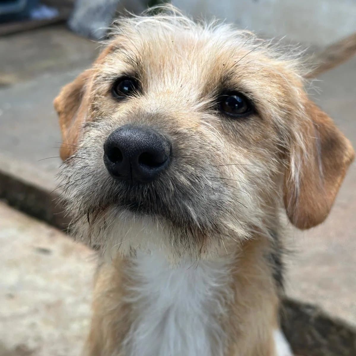 Monkey - Mixed Breed available for adoption