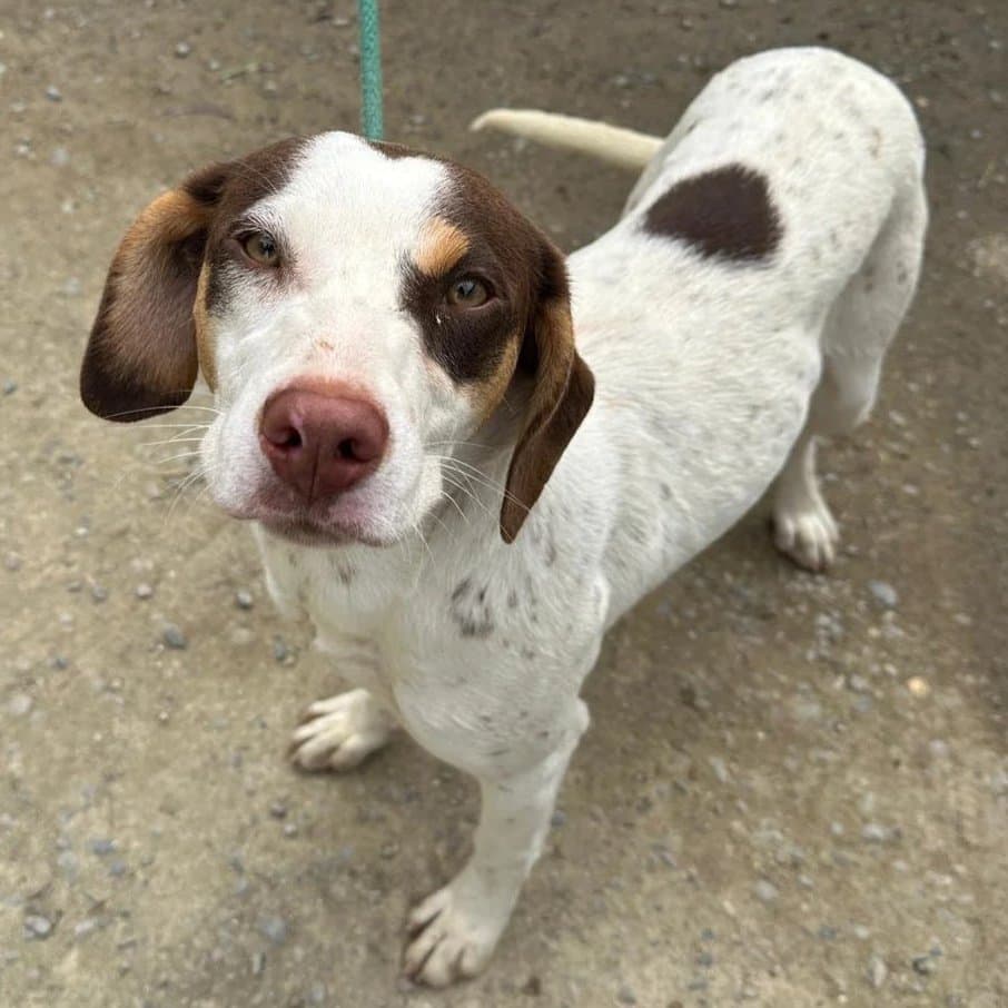 Rena - Mixed Breed available for adoption