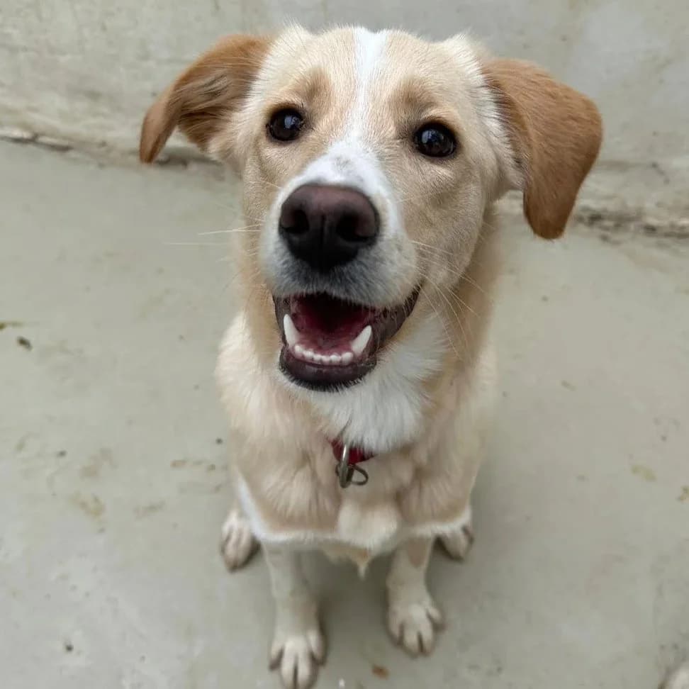 Snow - Mixed Breed available for adoption