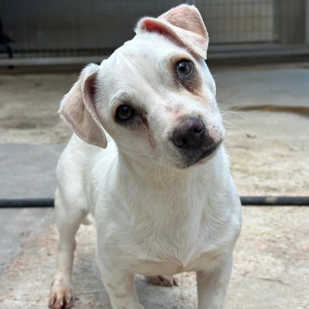 Toby - Mixed Breed available for adoption