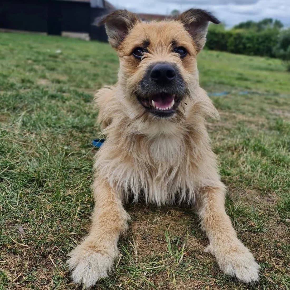 Todd EXPERIENCED HOME NEEDED