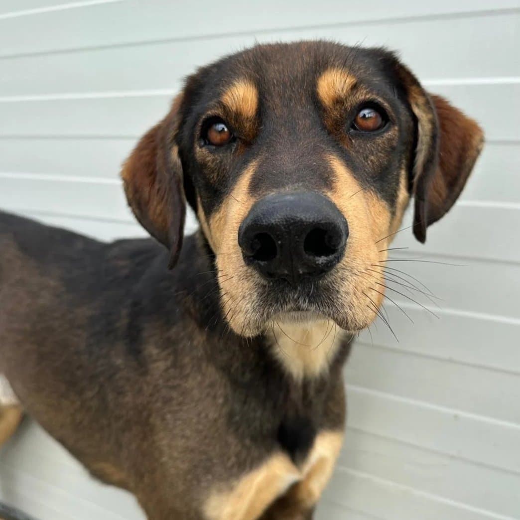 Vinnie - Mixed Breed available for adoption