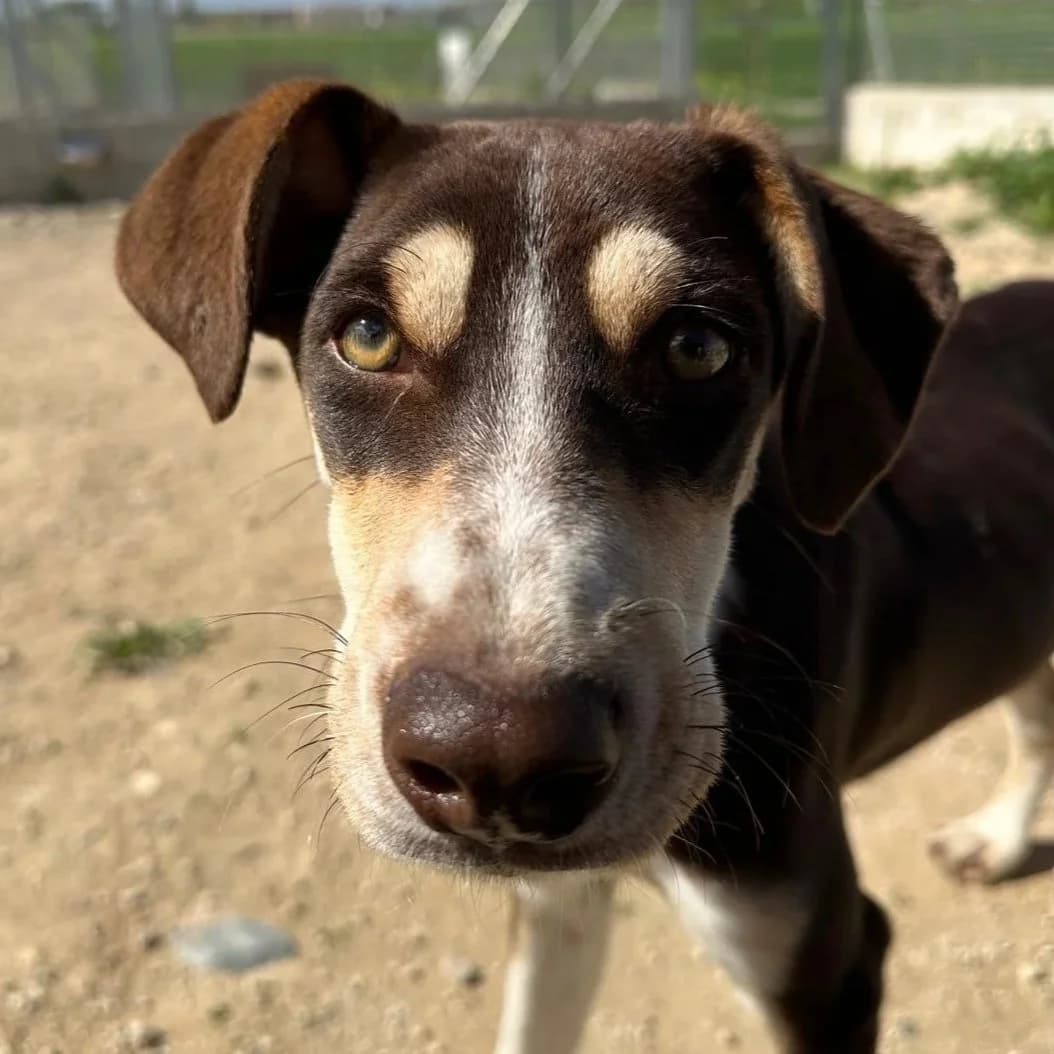 Wonder - Mixed Breed available for adoption