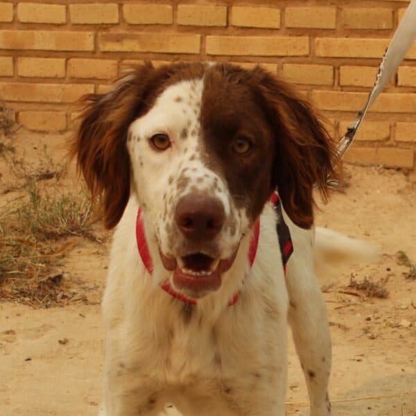 Atlas - Englischer Setter - Mixed Breed available for adoption