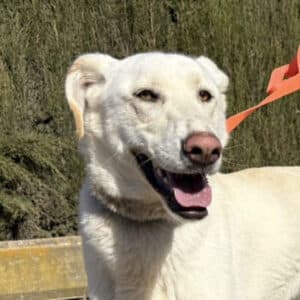 Avena - Livestock Guardian Dog available for adoption