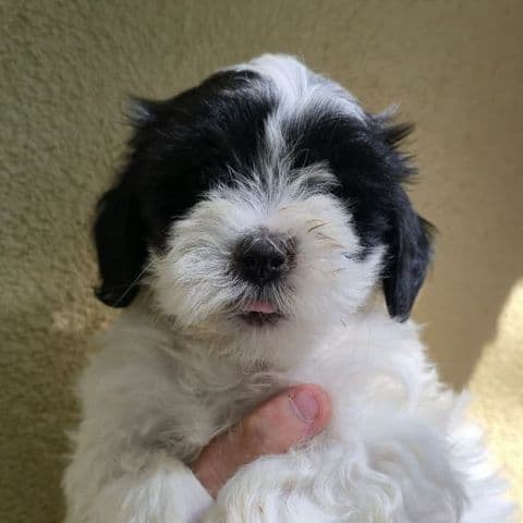 Bernie - Mixed Breed available for adoption