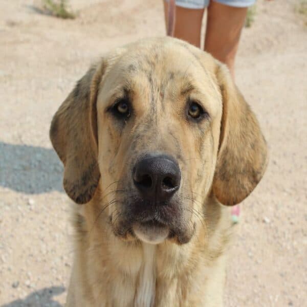 Berta - Livestock Guardian Dog - Mixed Breed available for adoption