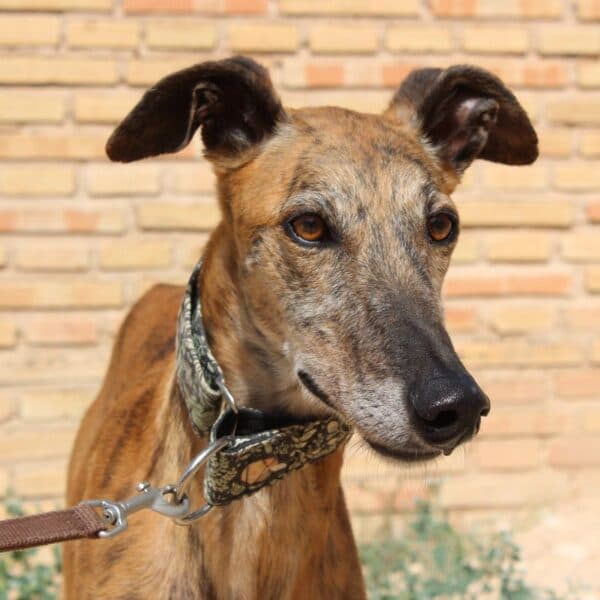Berto - Galgo available for adoption