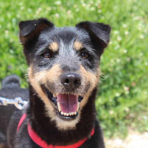 Boston - Terrier Mix available for adoption