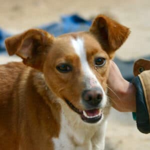 Canela - Podenco available for adoption