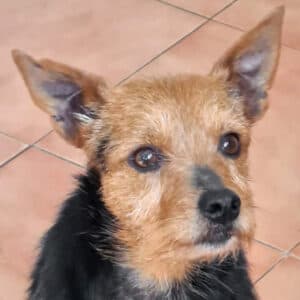 Cleo - Mixed Breed Terrier available for adoption