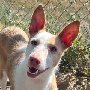 Dulce - rescue dog available for adoption