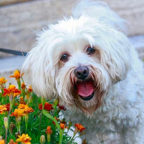 Elio - Mixed Breed available for adoption