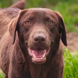Enzo - Labrador Retriever available for adoption