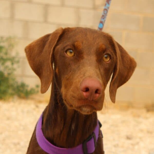 Gaia - Mixed Breed available for adoption