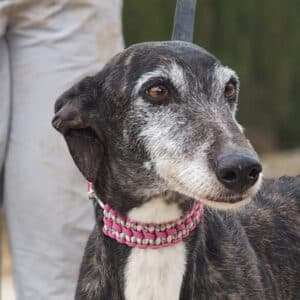 Lara - Galgo available for adoption