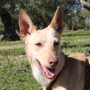 Lino - Podenco available for adoption