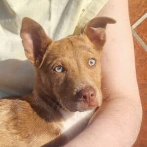 Lippizanno - Border Collie - Podenco Mix available for adoption