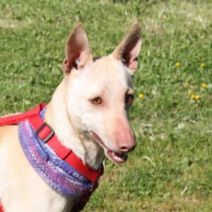 Lukas - Podenco available for adoption