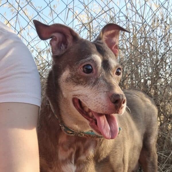 Marisol - Ratonero Bodeguero Andaluz + Podenco Orito available for adoption