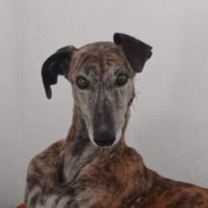 Marléne - Galgo Español available for adoption