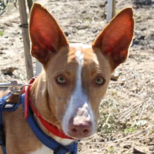 Podenco rescue dog
