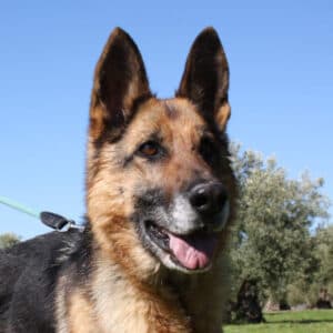 Nancy - Deutsche Schäferhündin available for adoption