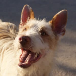 Osito