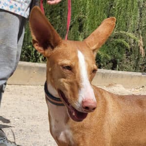 Pongo - Podenco available for adoption