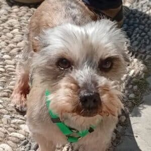 Rock - rescue dog available for adoption