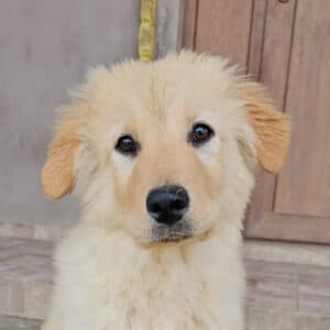 Sleepy - Mixed Breed (vermutlich German Shepherd-mix) available for adoption