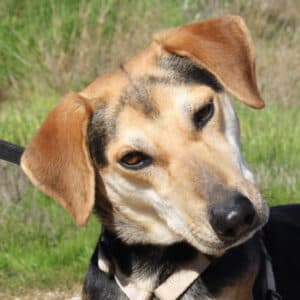 Sombra - Mixed Breed available for adoption