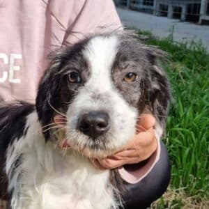 Spike - rescue dog available for adoption