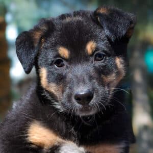Tedda - Mixed Breed available for adoption