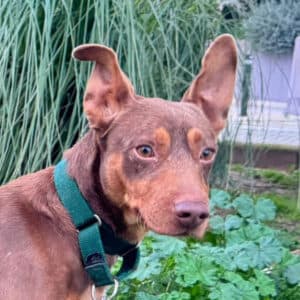 Tocho - Podenco Maneto available for adoption