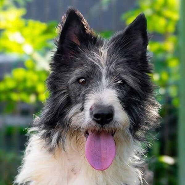 Trixie - Mixed Breed available for adoption