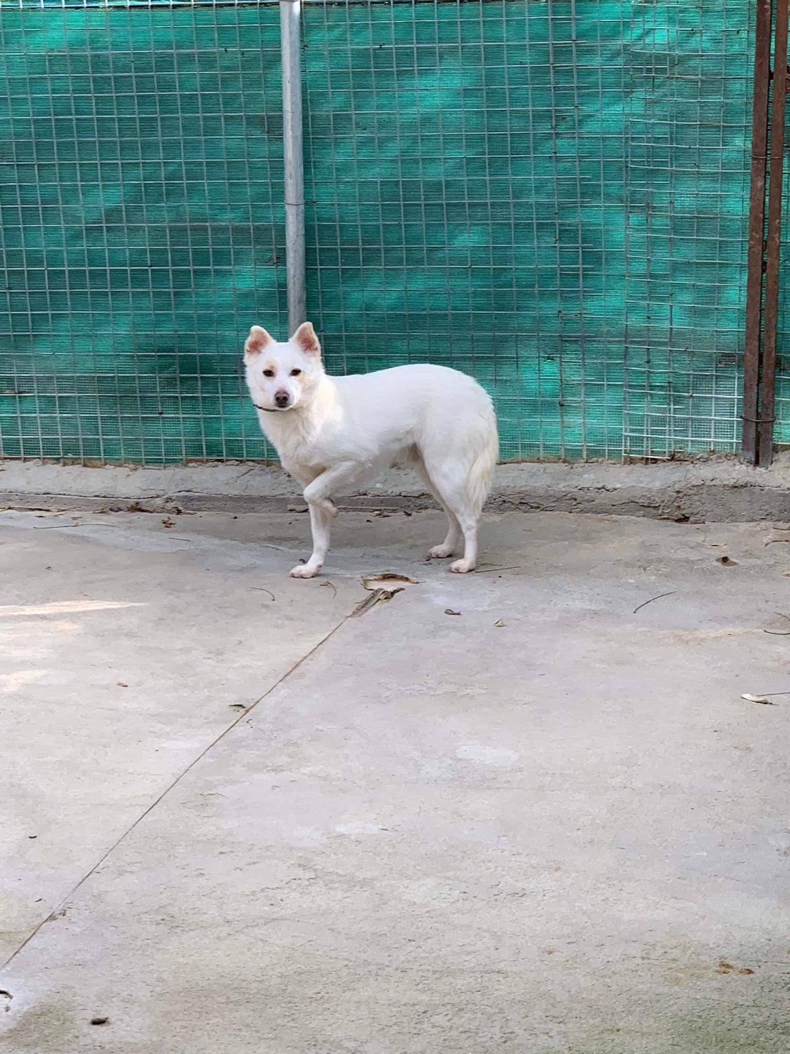 Banjo - Mixed Breed available for adoption