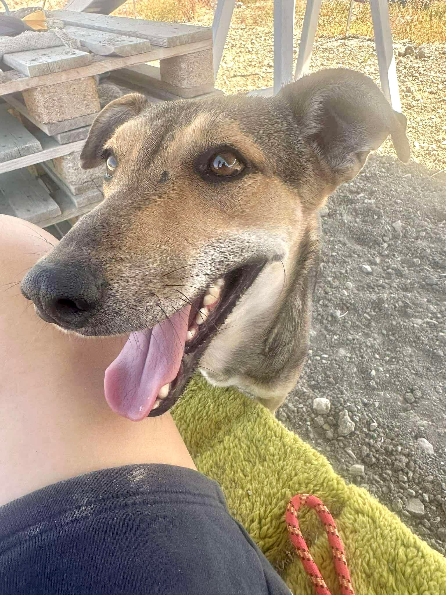 Benji - Shepherd available for adoption