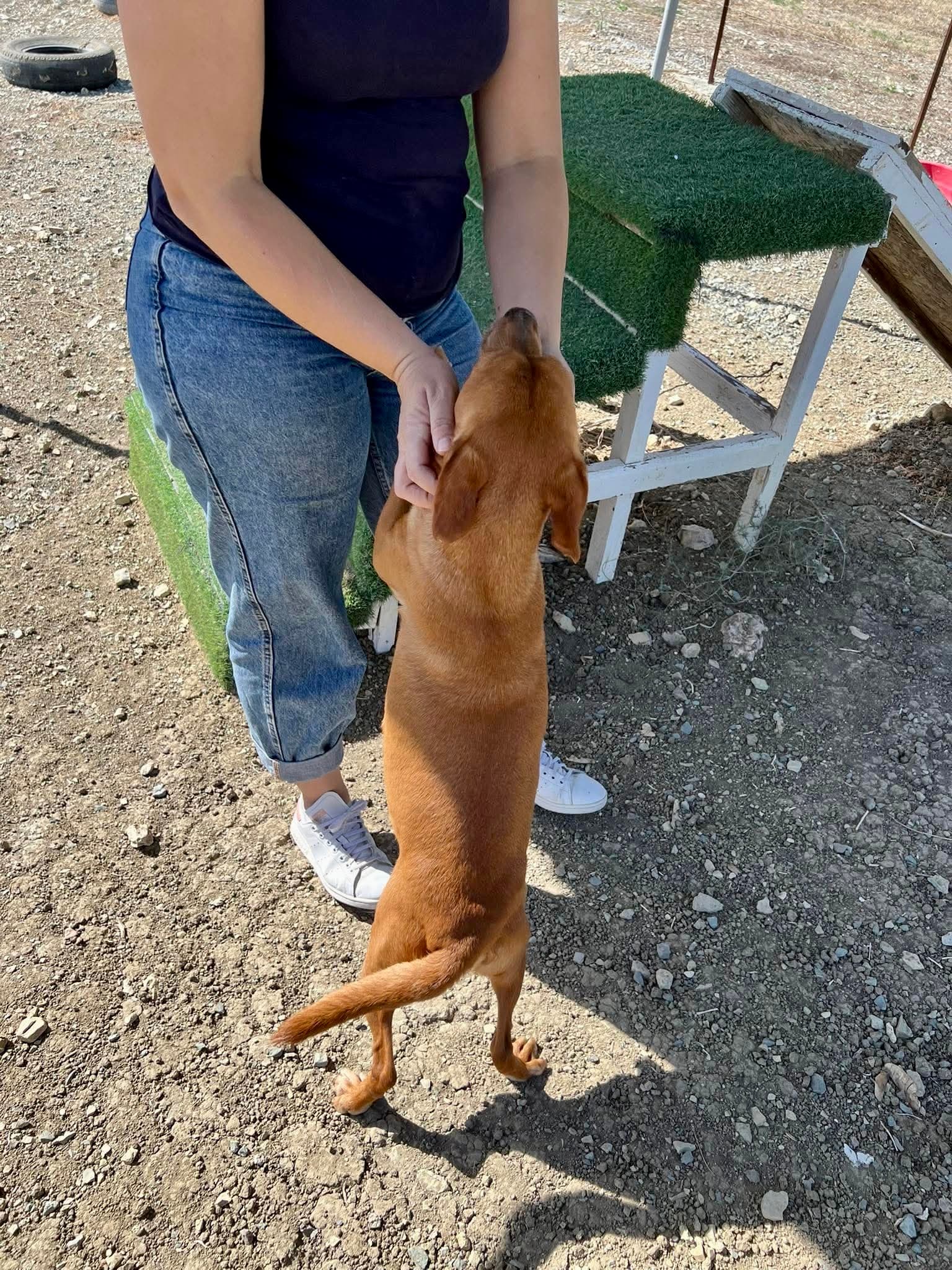 Billy - Mixed Breed available for adoption