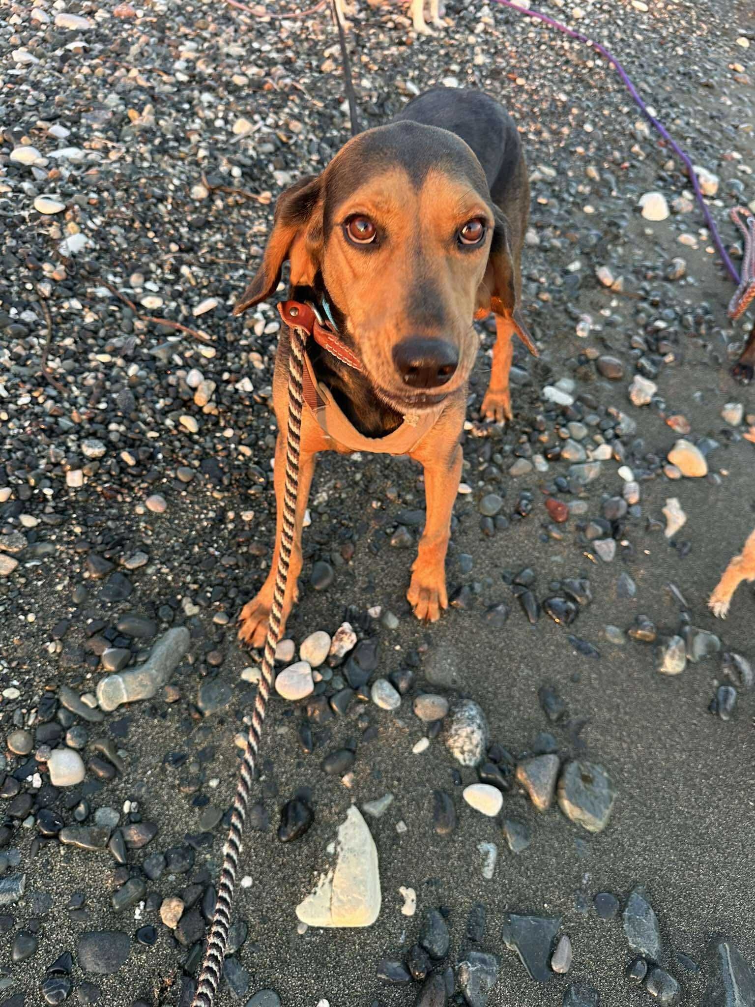 Chicago - Hound available for adoption