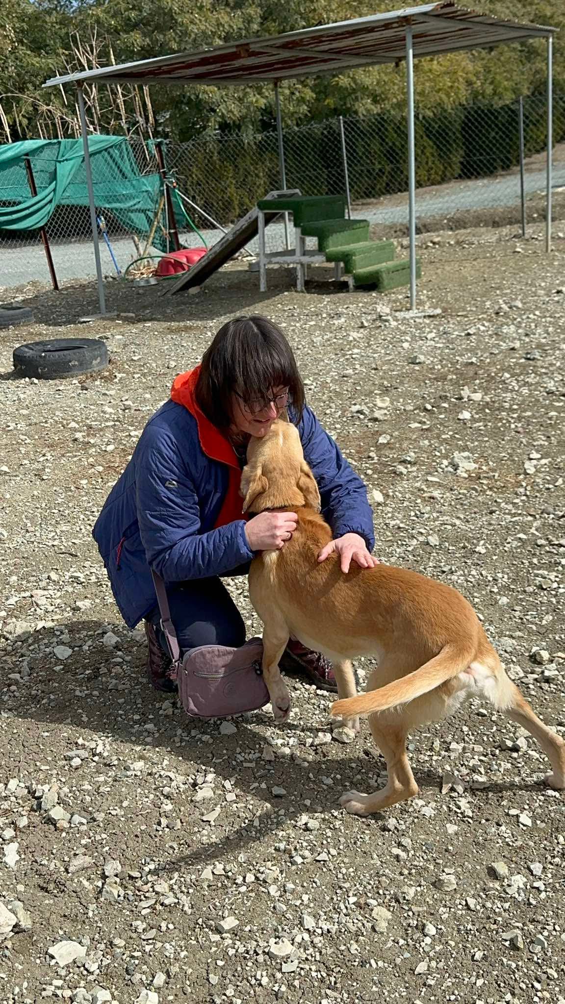 Cooper - Labrador Retriever available for adoption