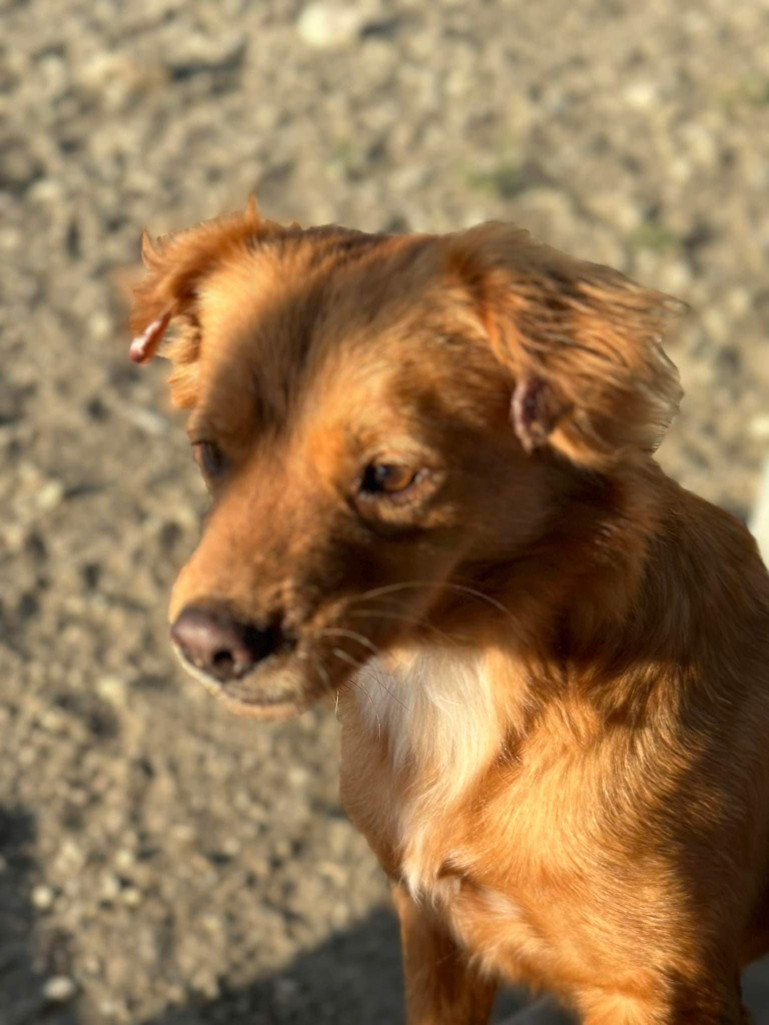 Darren - Mixed Breed available for adoption