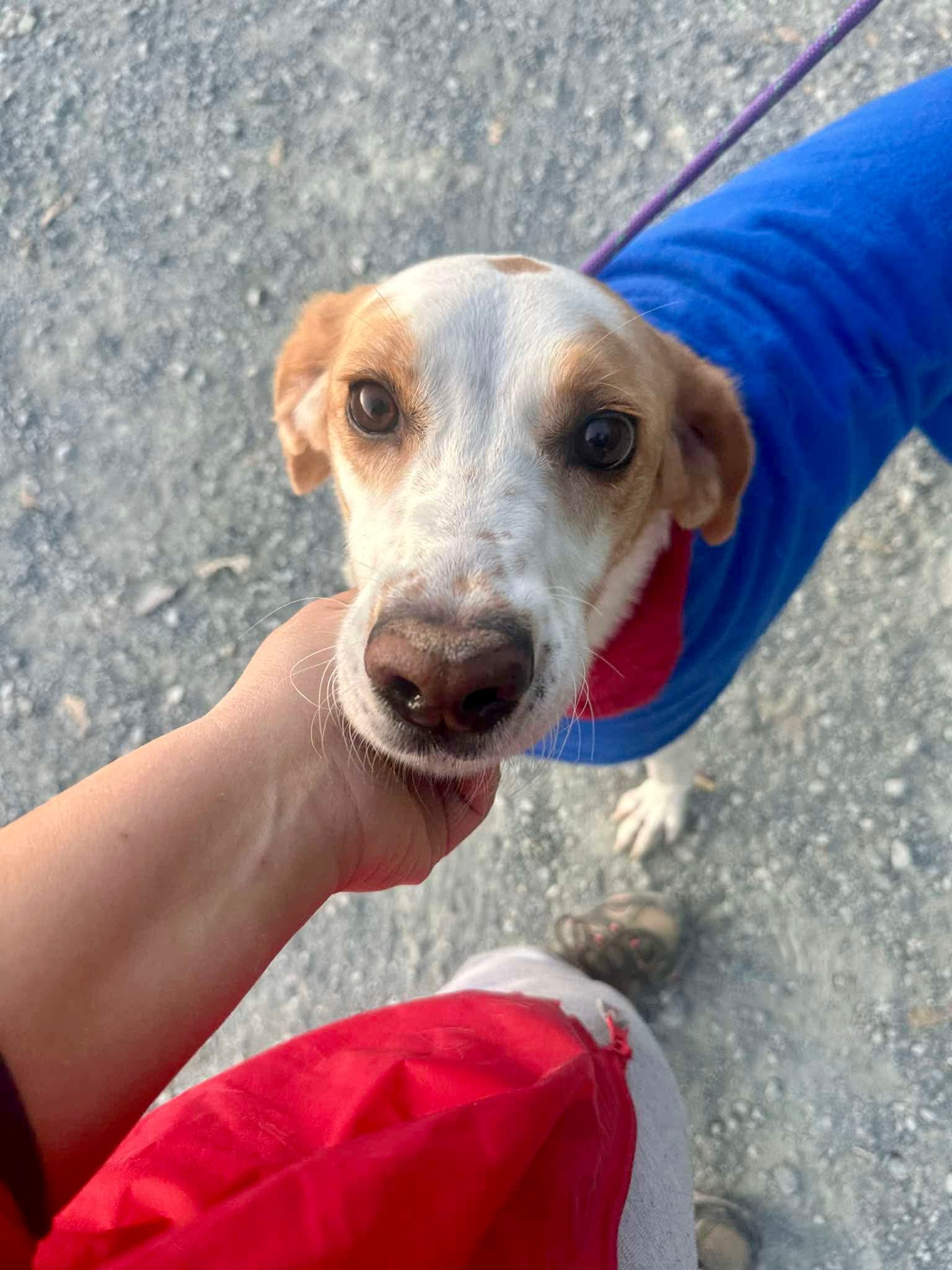 Luna - Mixed Breed available for adoption