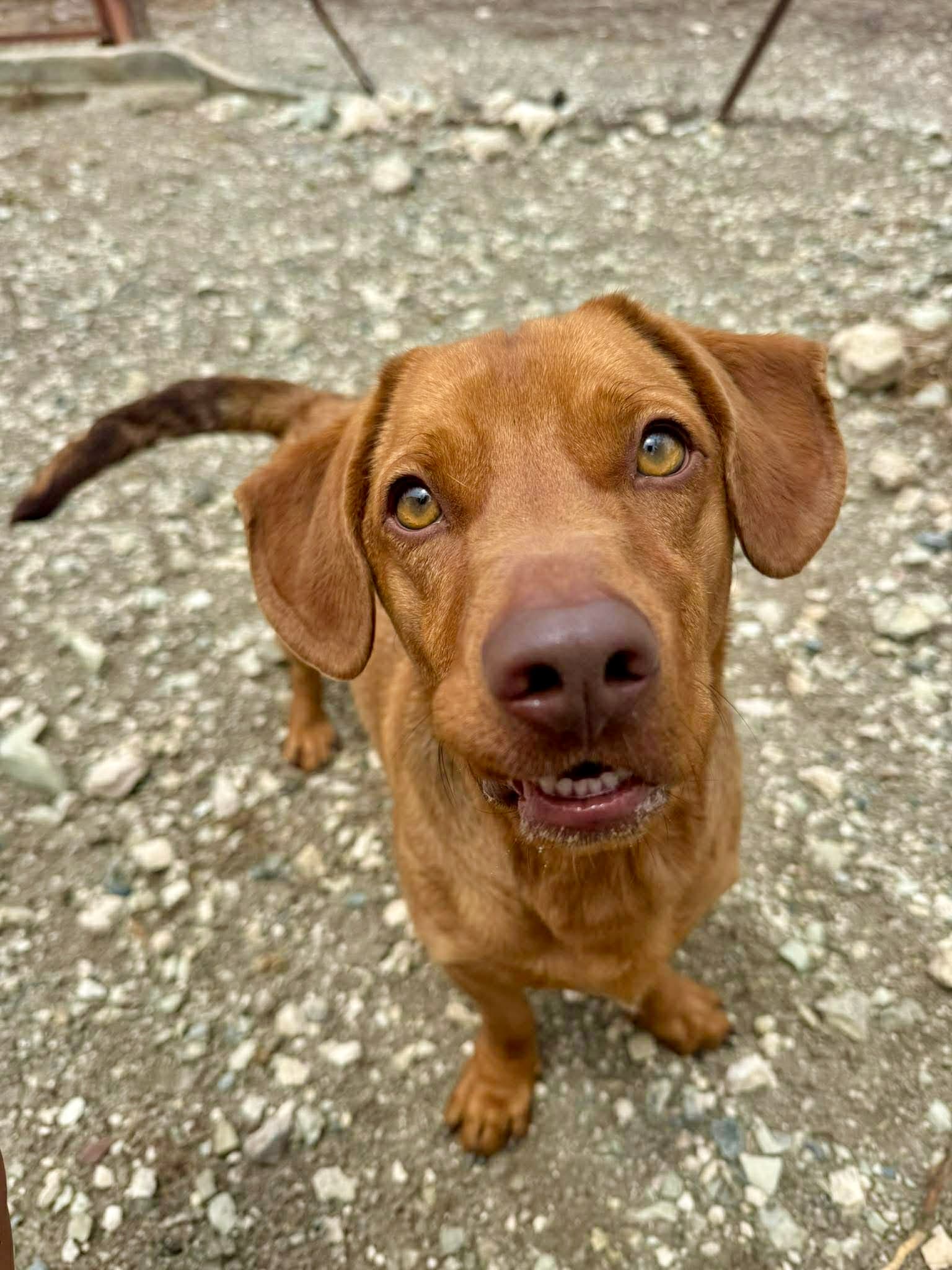 Maverick