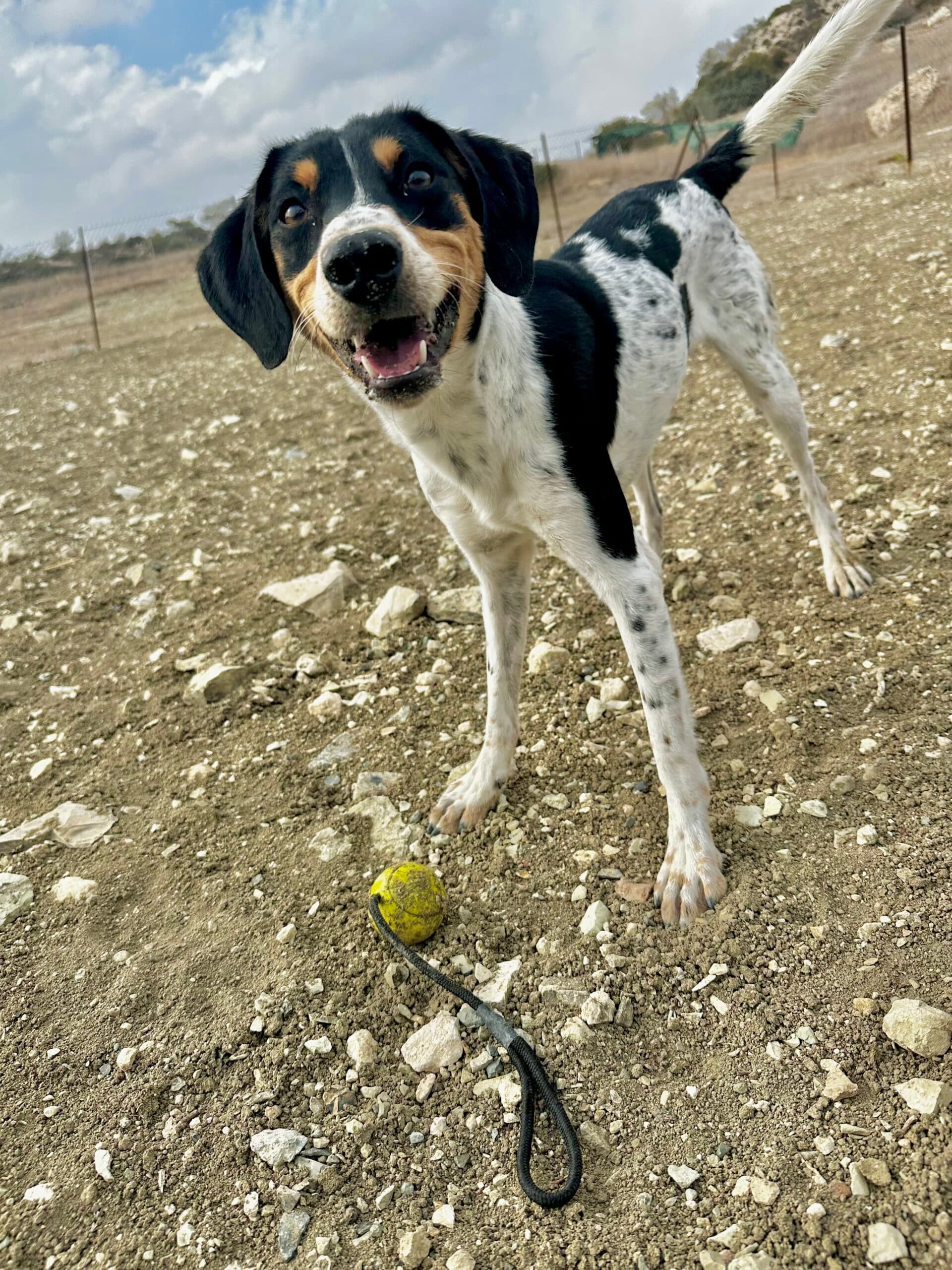 Miran - Beagle available for adoption