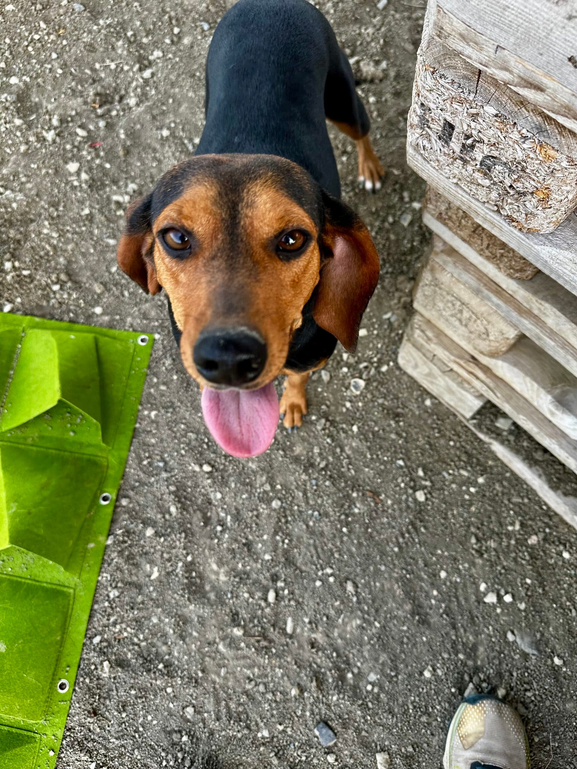 Petula - Pointer available for adoption