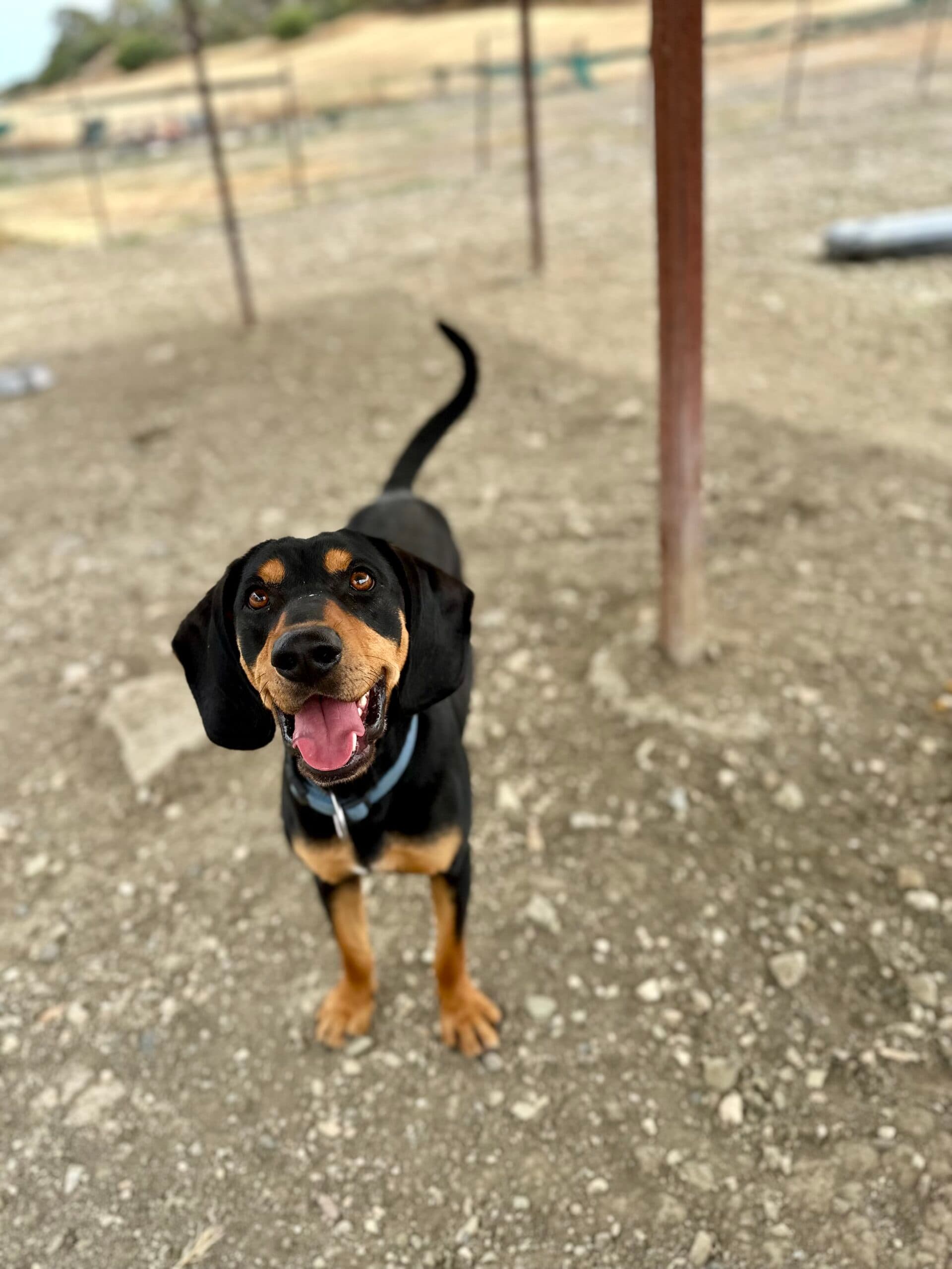 Scotch - Hound available for adoption